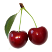Cherry puffin icon - two cherries on a stem